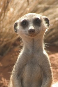 Suricates-random-24146641-666-1000