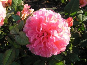Augusta Luisa