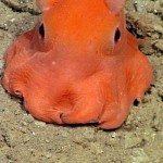 Adorabilis