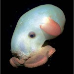 Caulophrynidaeo