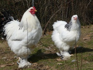 Brahma blanche