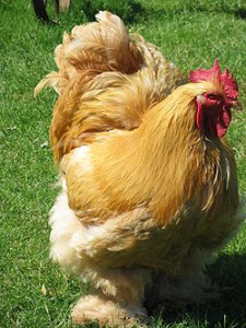 Poule Cochin