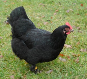 Poule Araucana aux oeufs verts