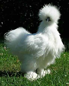 poule1