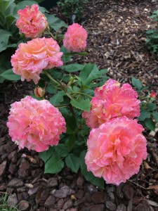 Abraham Darby